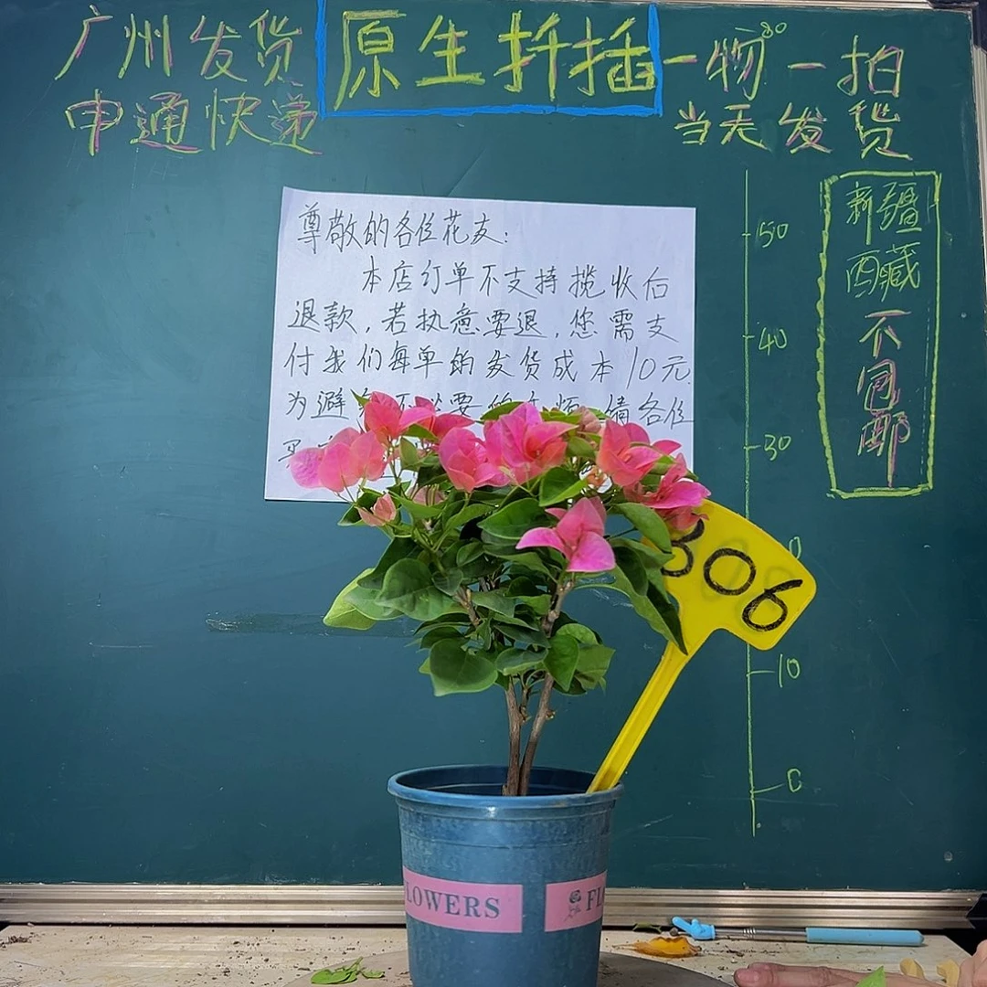 当前无花栽培后可以开花  双杆 甜西瓜  306
