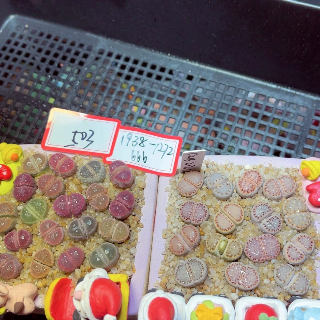 夏***汐503生石花带盆发1