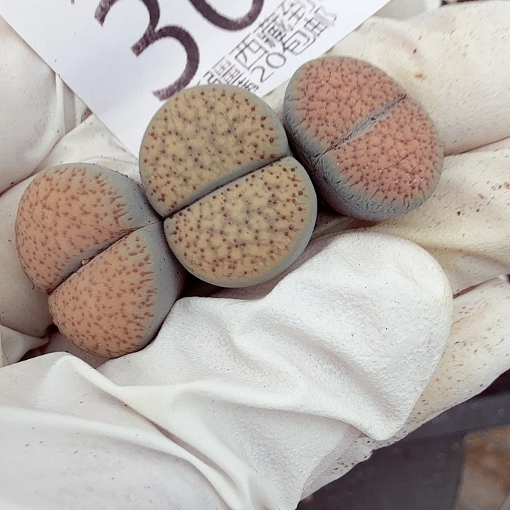 好喜欢看肖307战时