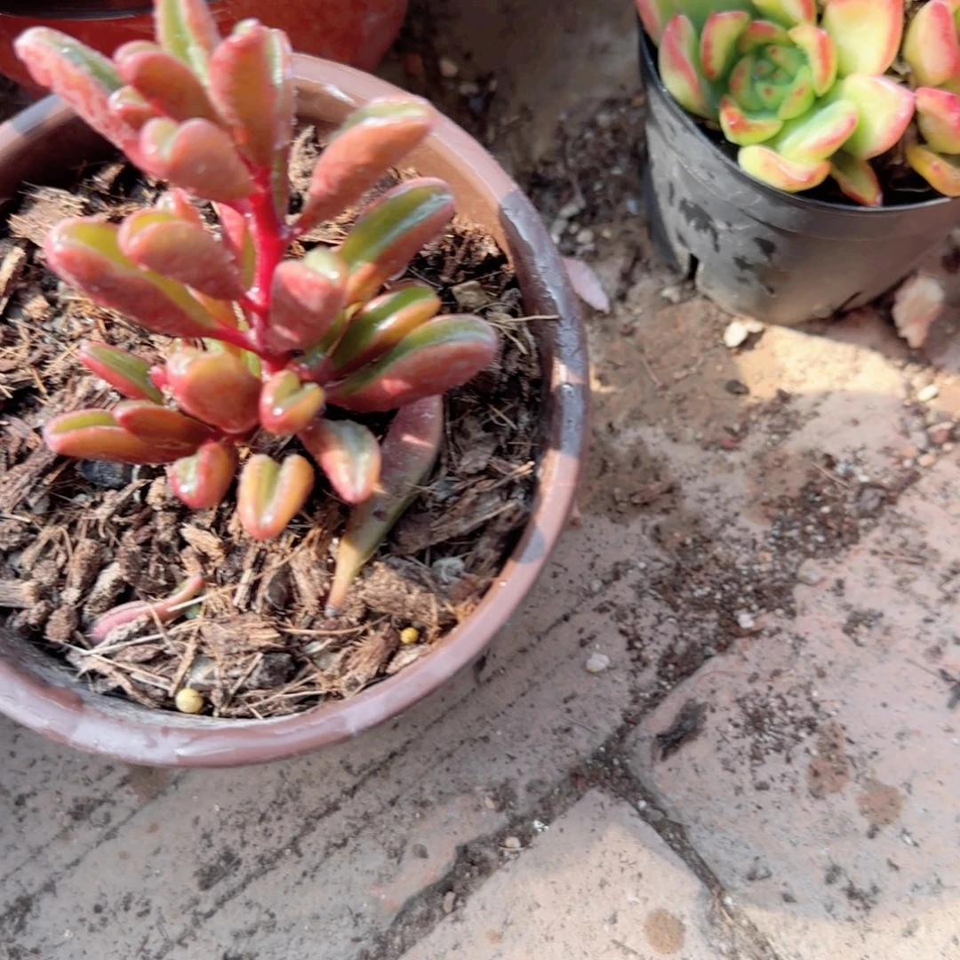 无花朵红背椒草120