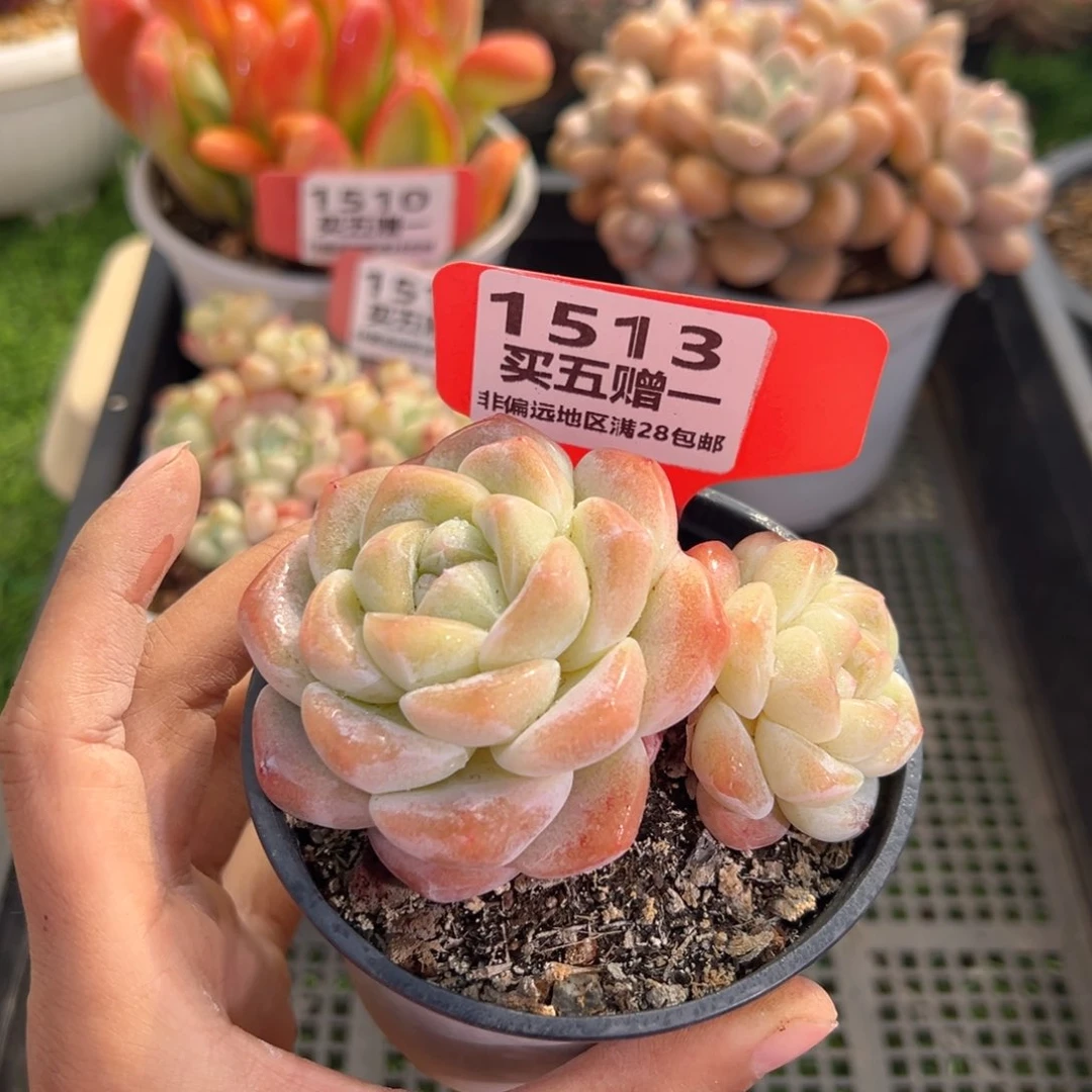 表妹精品多肉1513.