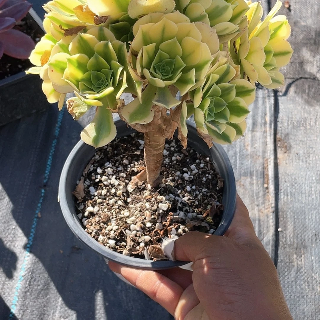 ঞ***子优惠优惠金丝翡翠法师带盆发货