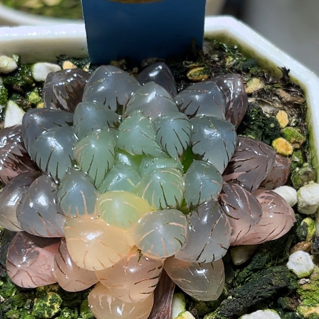 恭喜发财大吉大利0265