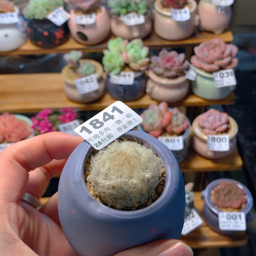 ****梦5厘米盆精控多肉1841