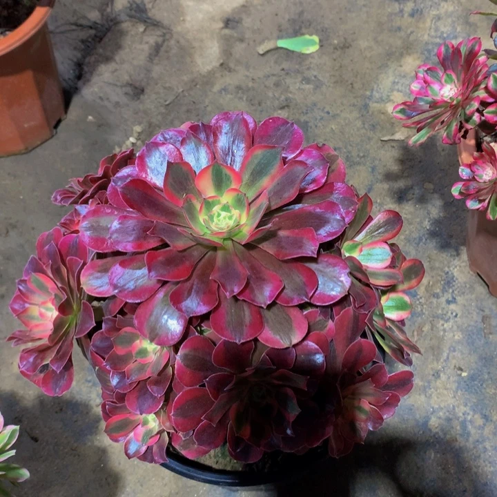 无花朵美杜莎0000000