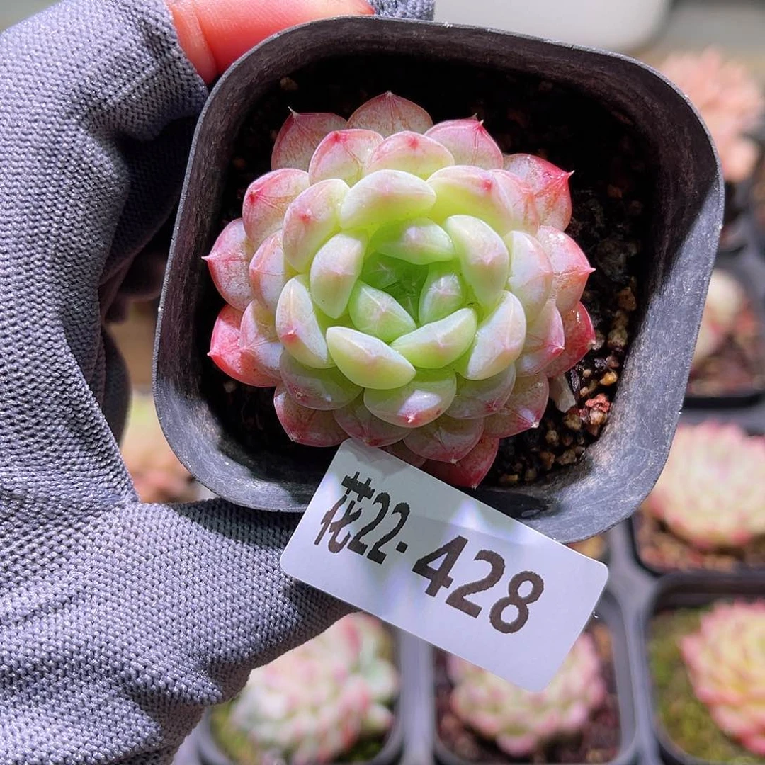 花22-428白桃汽水