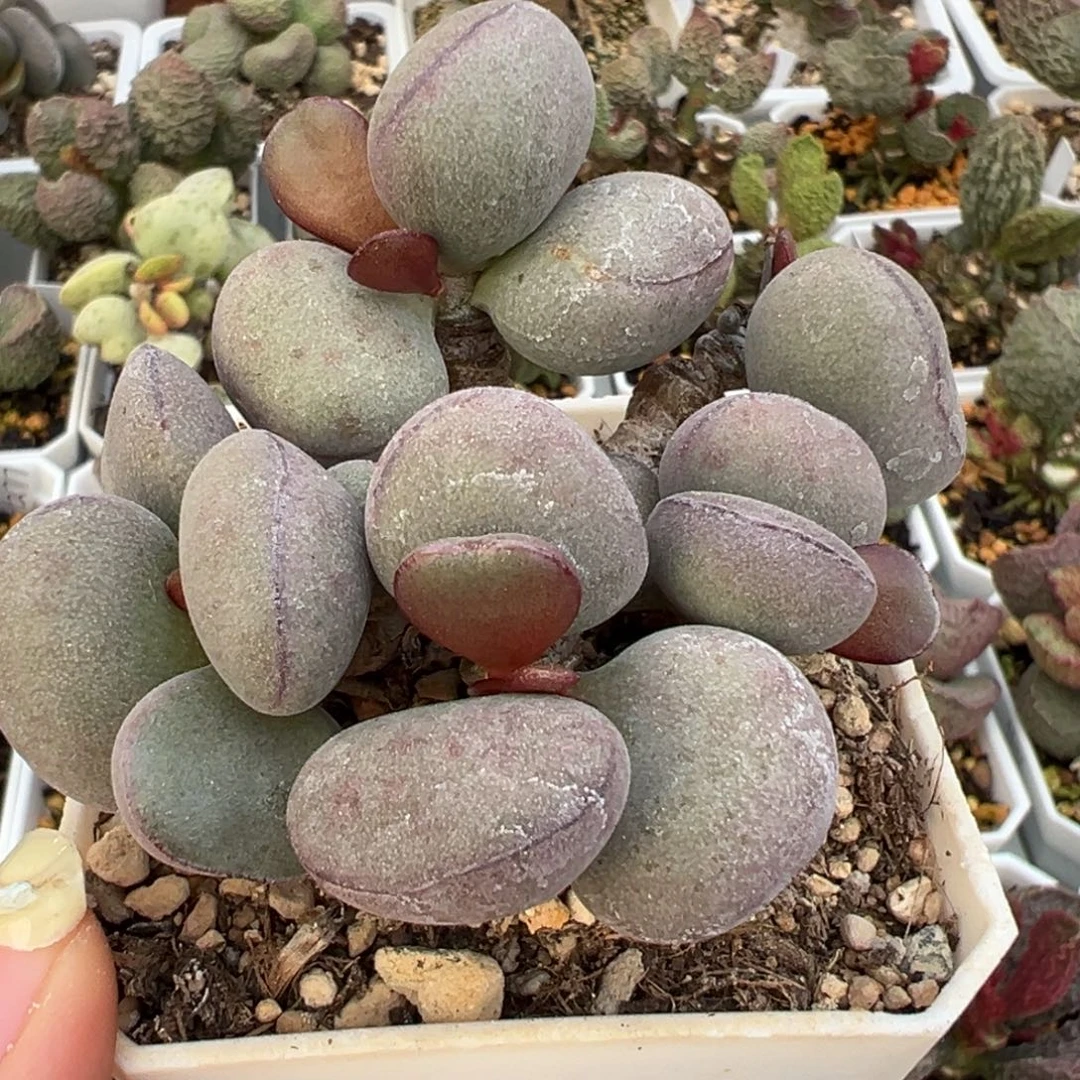 球球紫蛋老桩多肉植物水泡