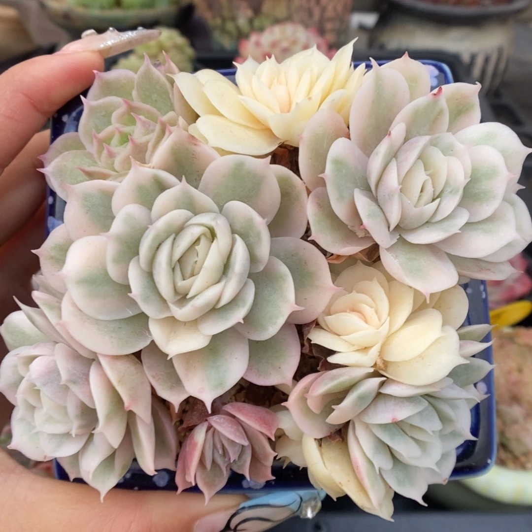 昂斯诺锦群生337号