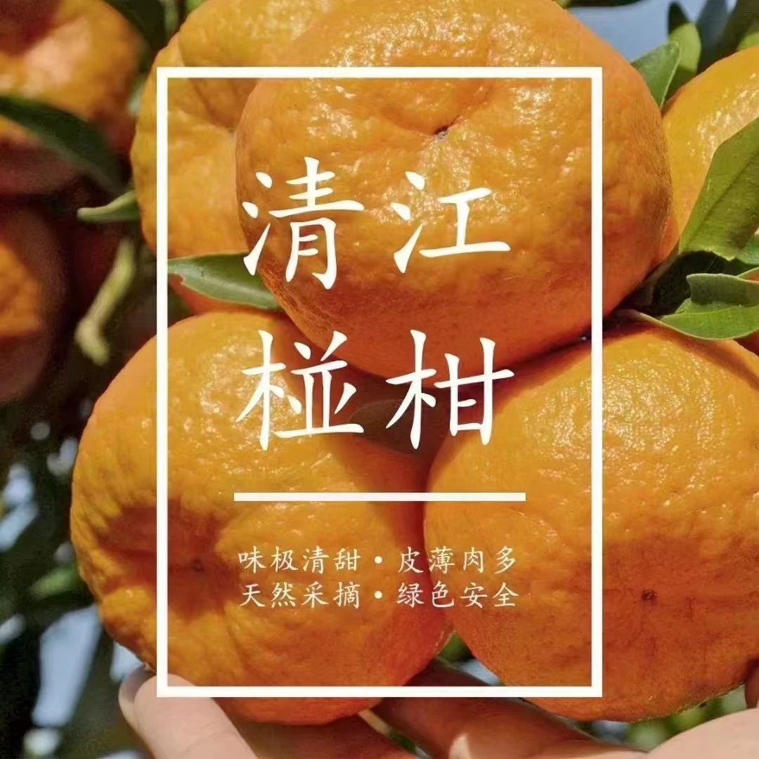 清江椪柑正宗长阳岩松坪核心产区椪柑果园新鲜直采