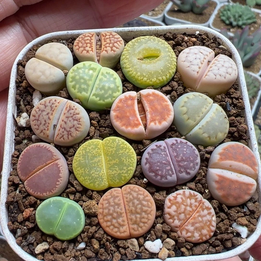 编号组合带盆多肉植物