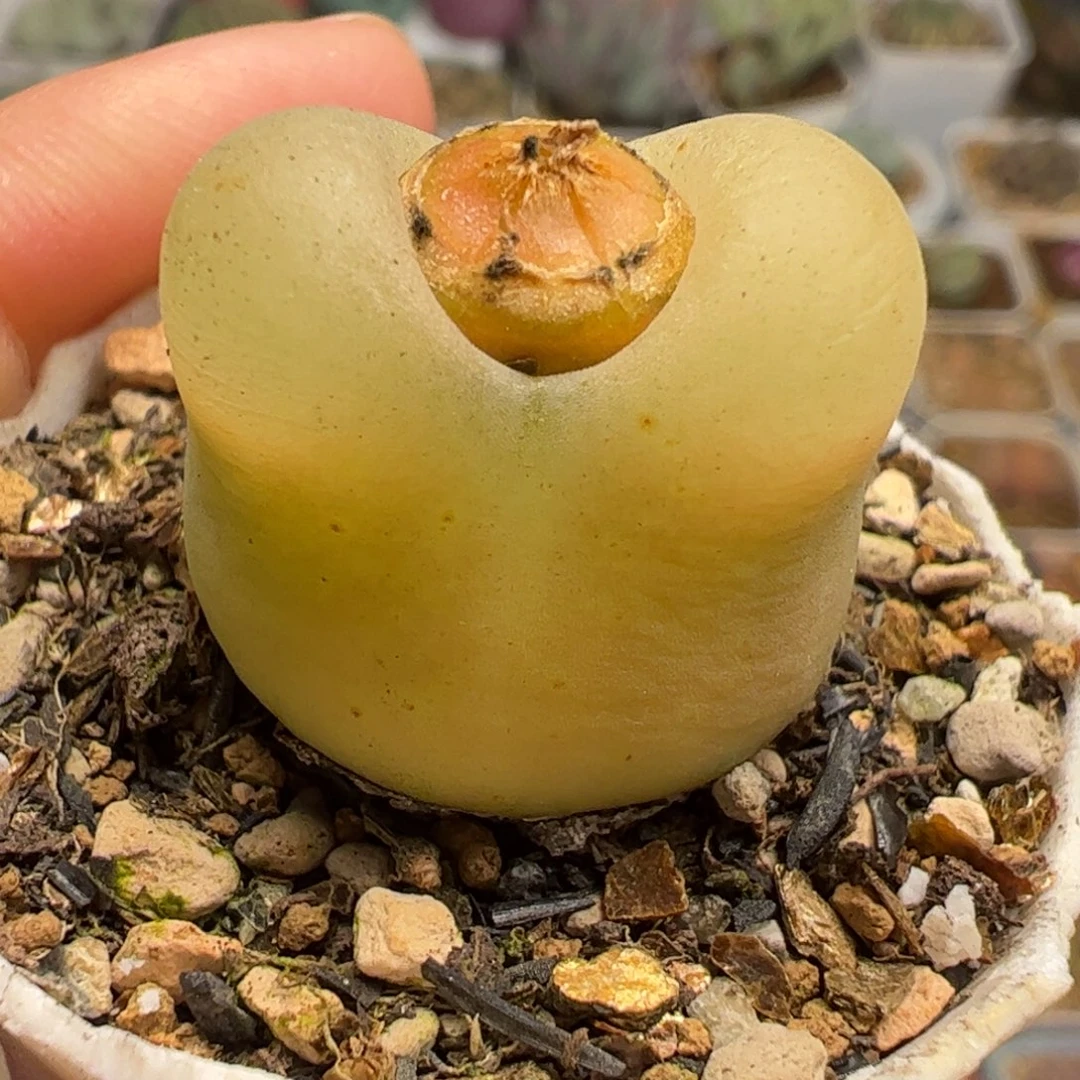 特价多肉植物百科