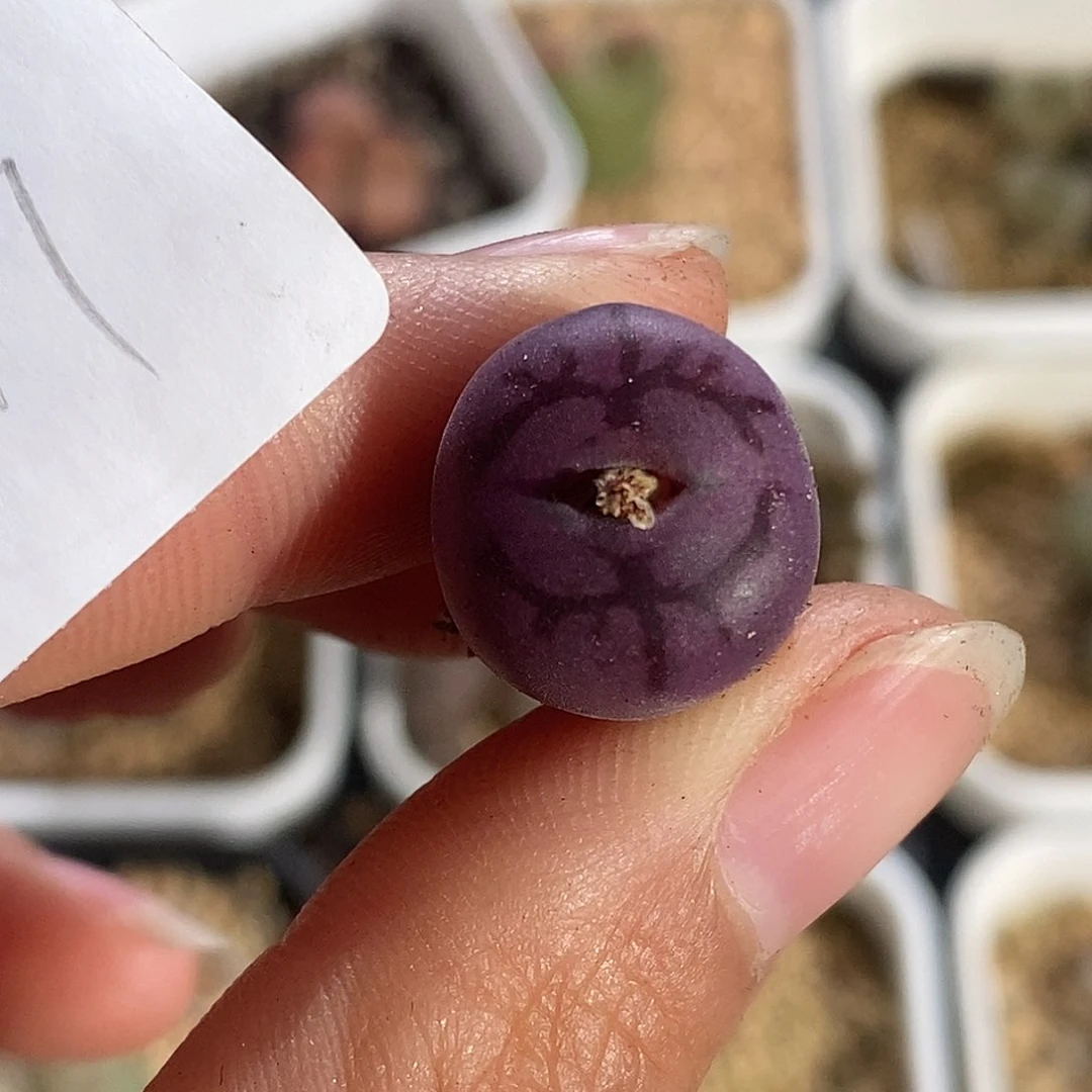 104-117-杂交vghjjm