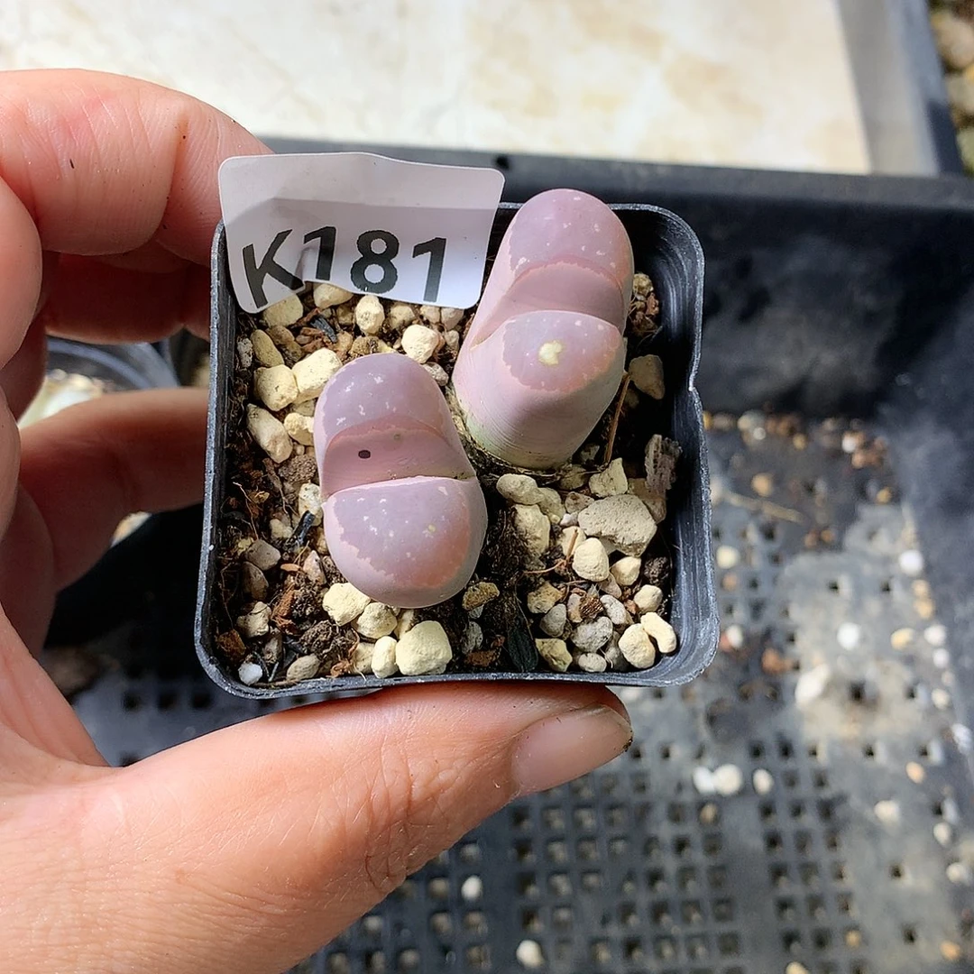 可*K181多肉植物保护