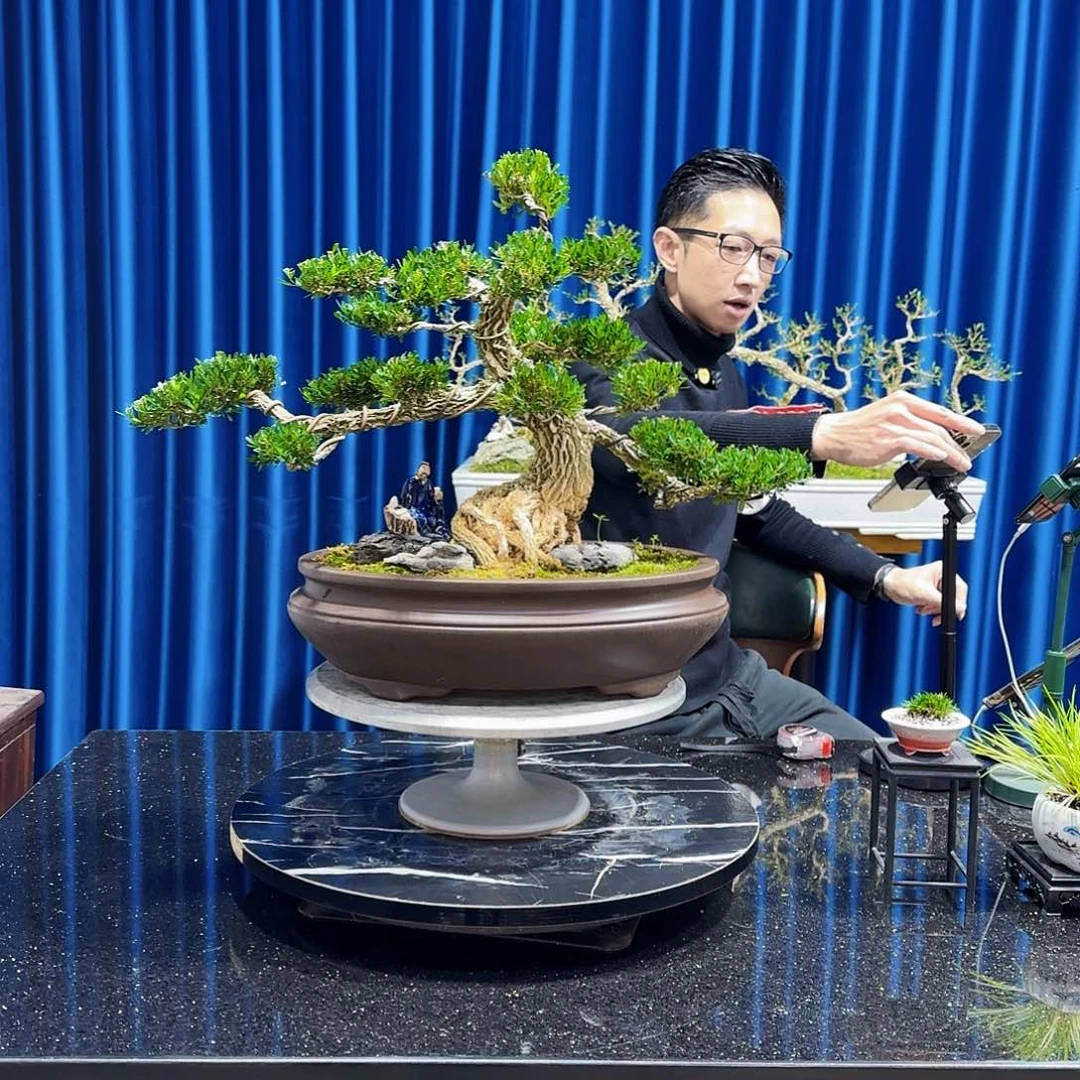 黄杨室内室外盆景