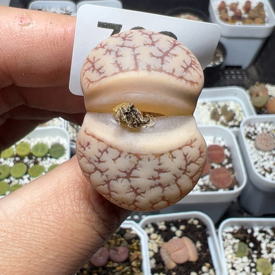 【闪购商品】702……