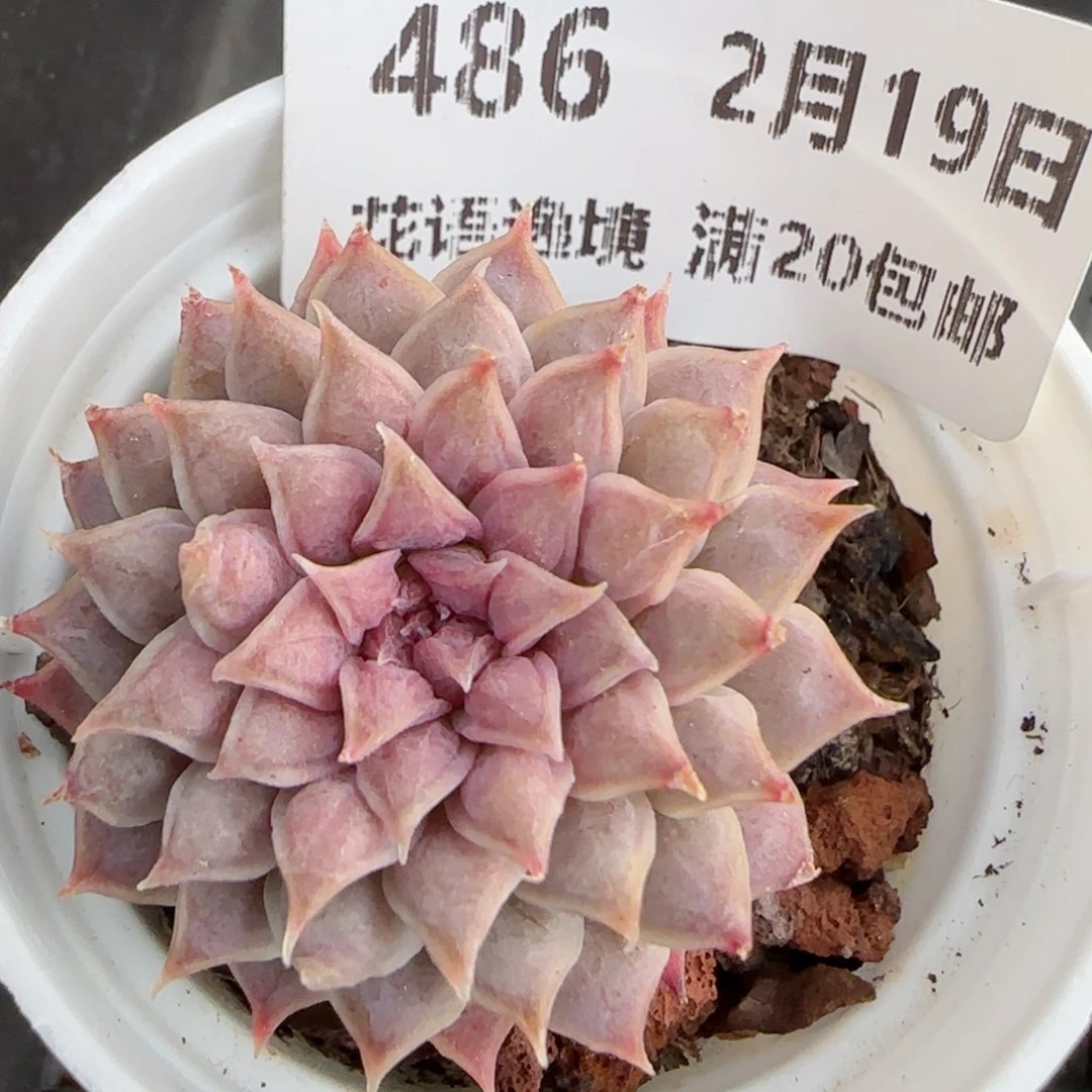 花语逸境0219-486