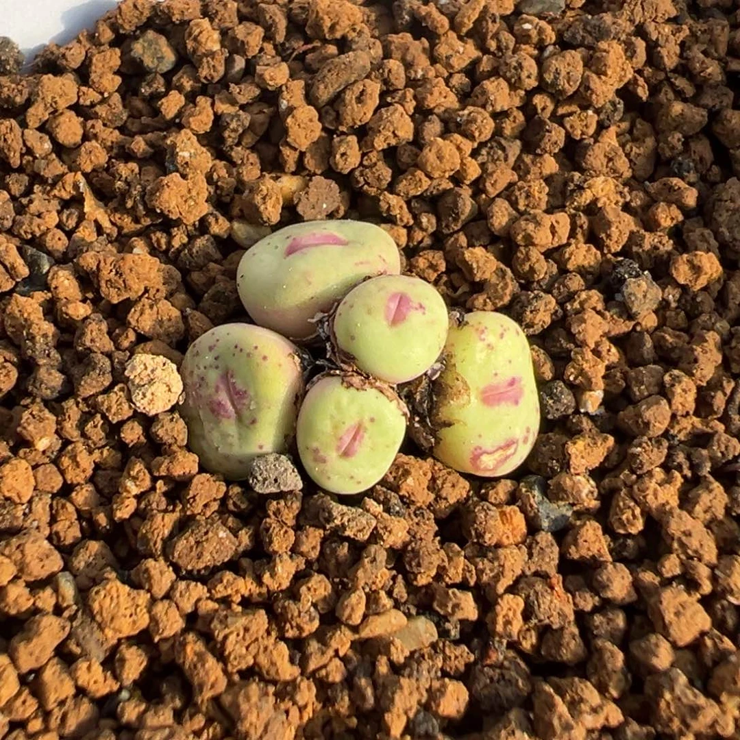 ✧****?16-110肉锥多肉植物，