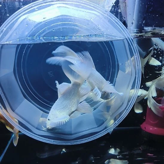 蝴蝶鲤鱼圆头顺背蝴蝶鲤满鳍有张力