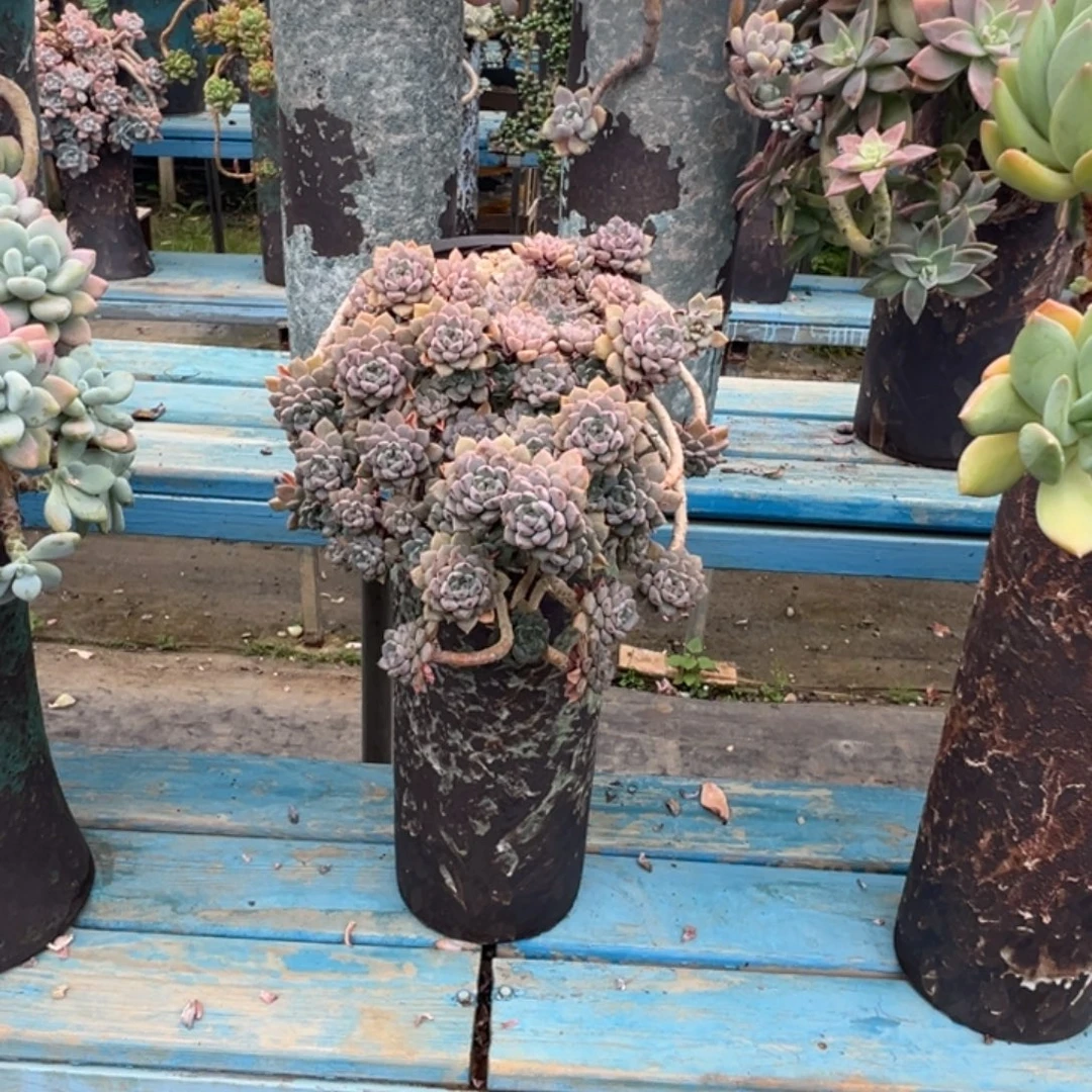 精品粉布偶老桩 裸根
