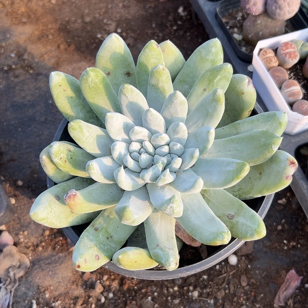 多肉植物拇指双头