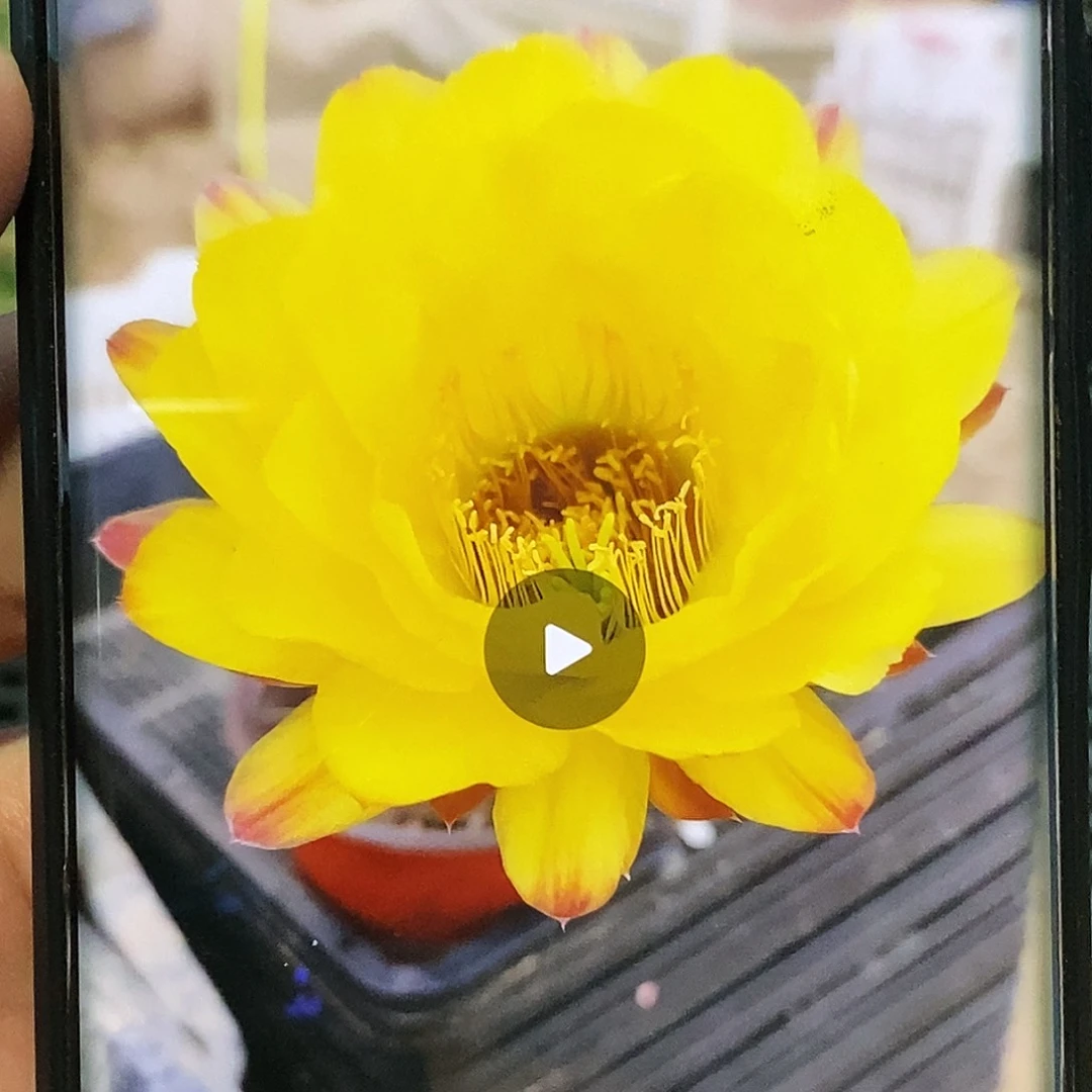 毛 黄金酒杯侧芽歪20包邮/5公分