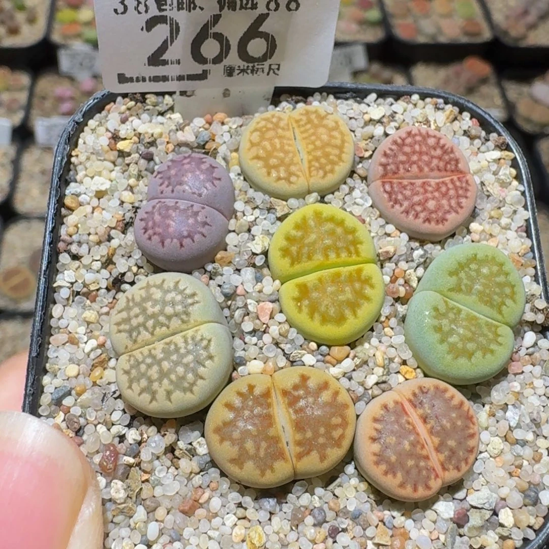 Ssss精品生石花266
