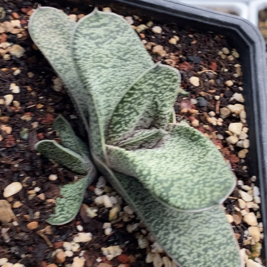 不带盆脱土裸根发货