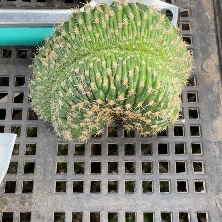 302丽花98缀化无根侧牙伤斑