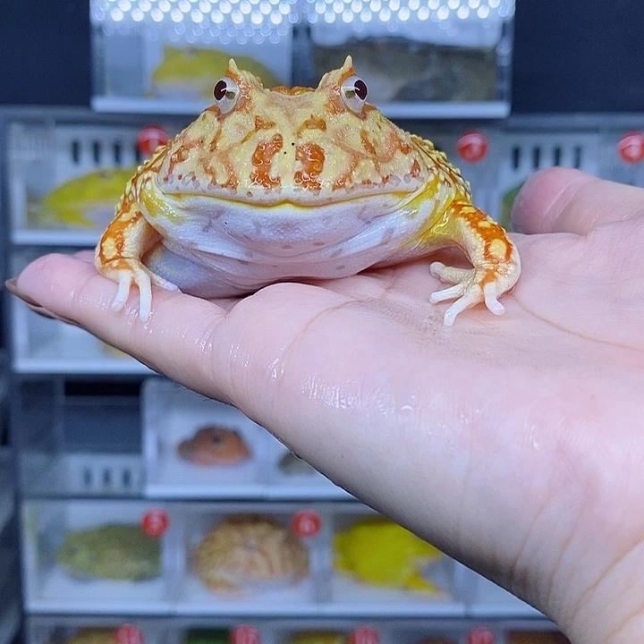 特价秒杀现货特价带盒子