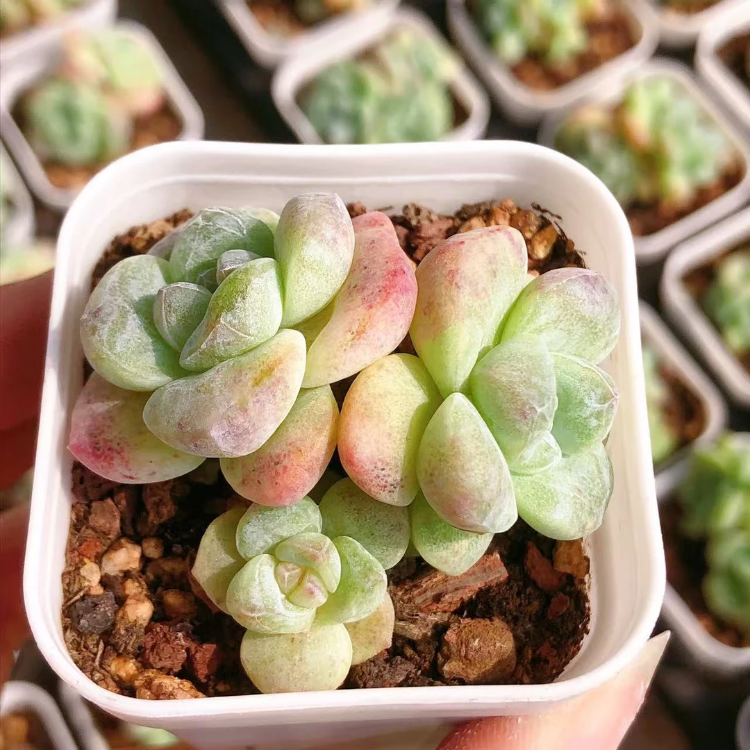 15号多肉   群生冰玉石化一颗（尺寸3-4左右）全场满28包邮除偏远