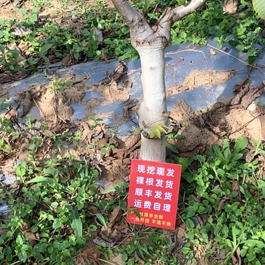 手***3吊坠文玩核桃金字塔