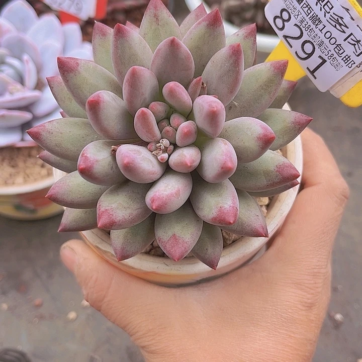 星****意8291虞美人。