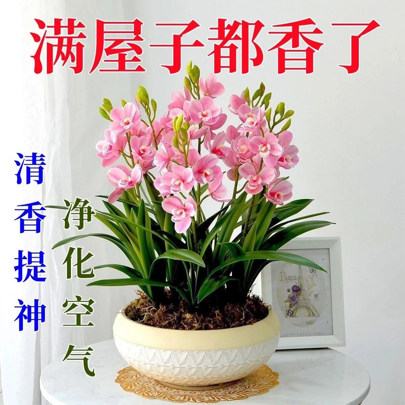 【四季热卖】兰花球根驱蚊虫水土养开花浓香型花卉盆栽绿植四季清香