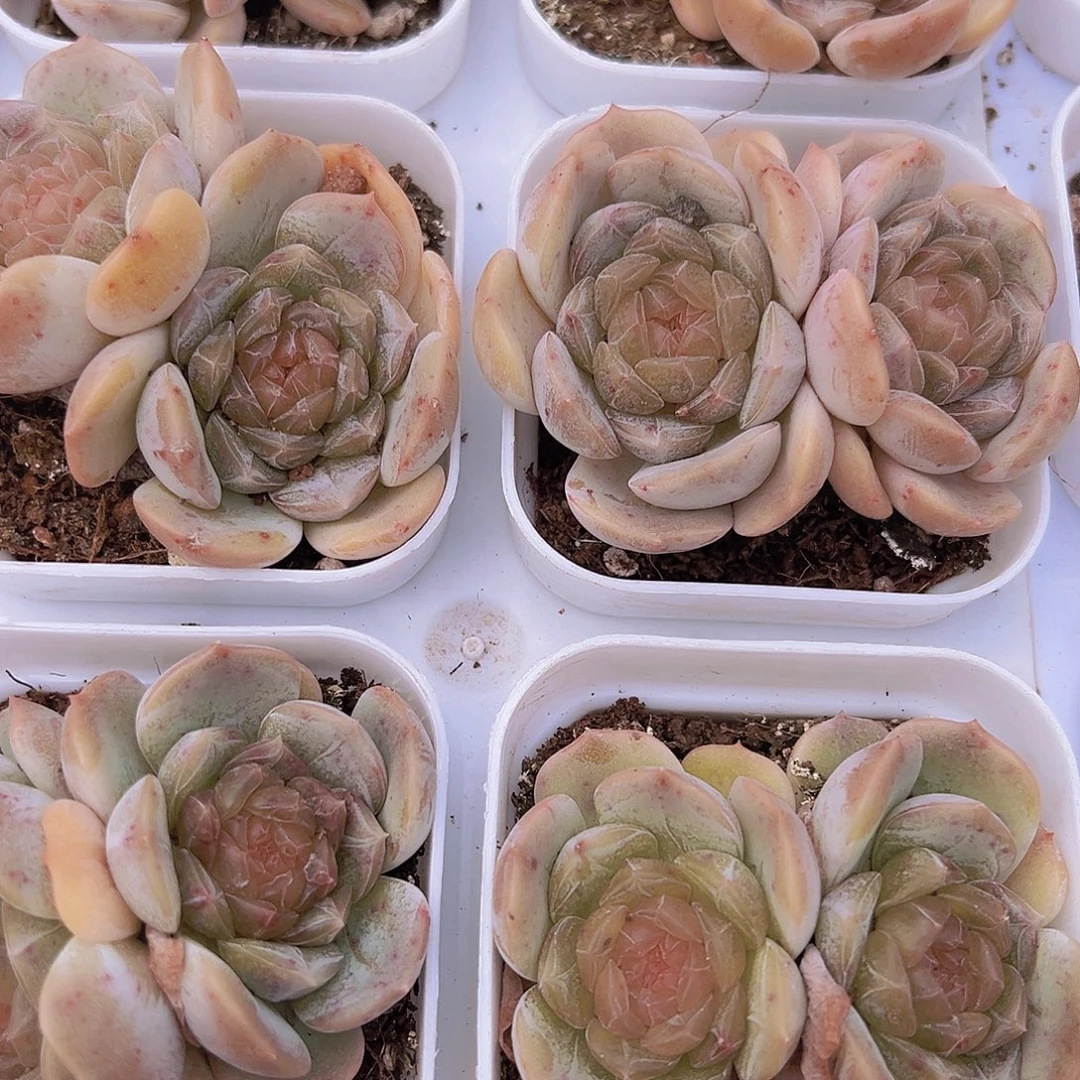 双头彩恋19包邮多肉