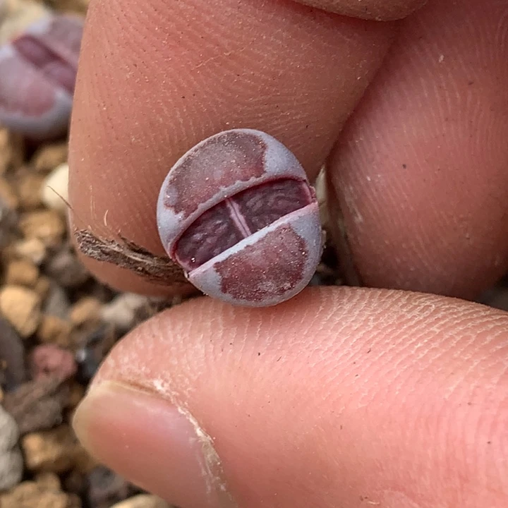 薇*精品多肉植物大战僵尸先生