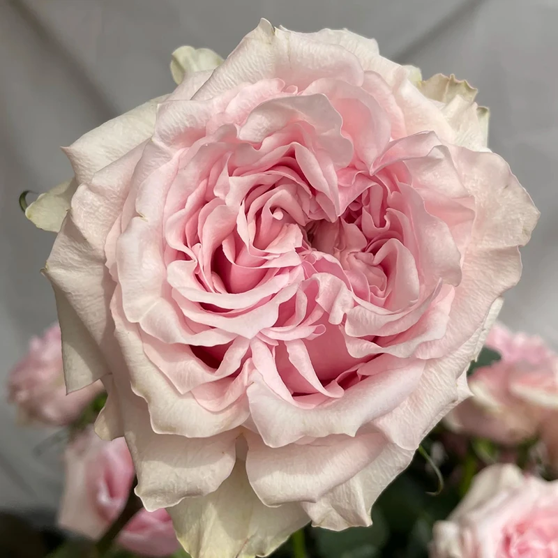 【香巴拉】玫瑰【3单包邮顺丰空运/95%市区次日达】