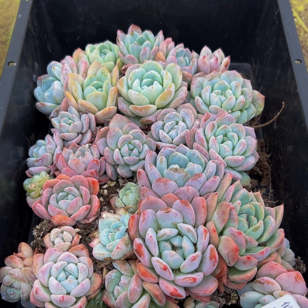 729的最后一天了啊我的