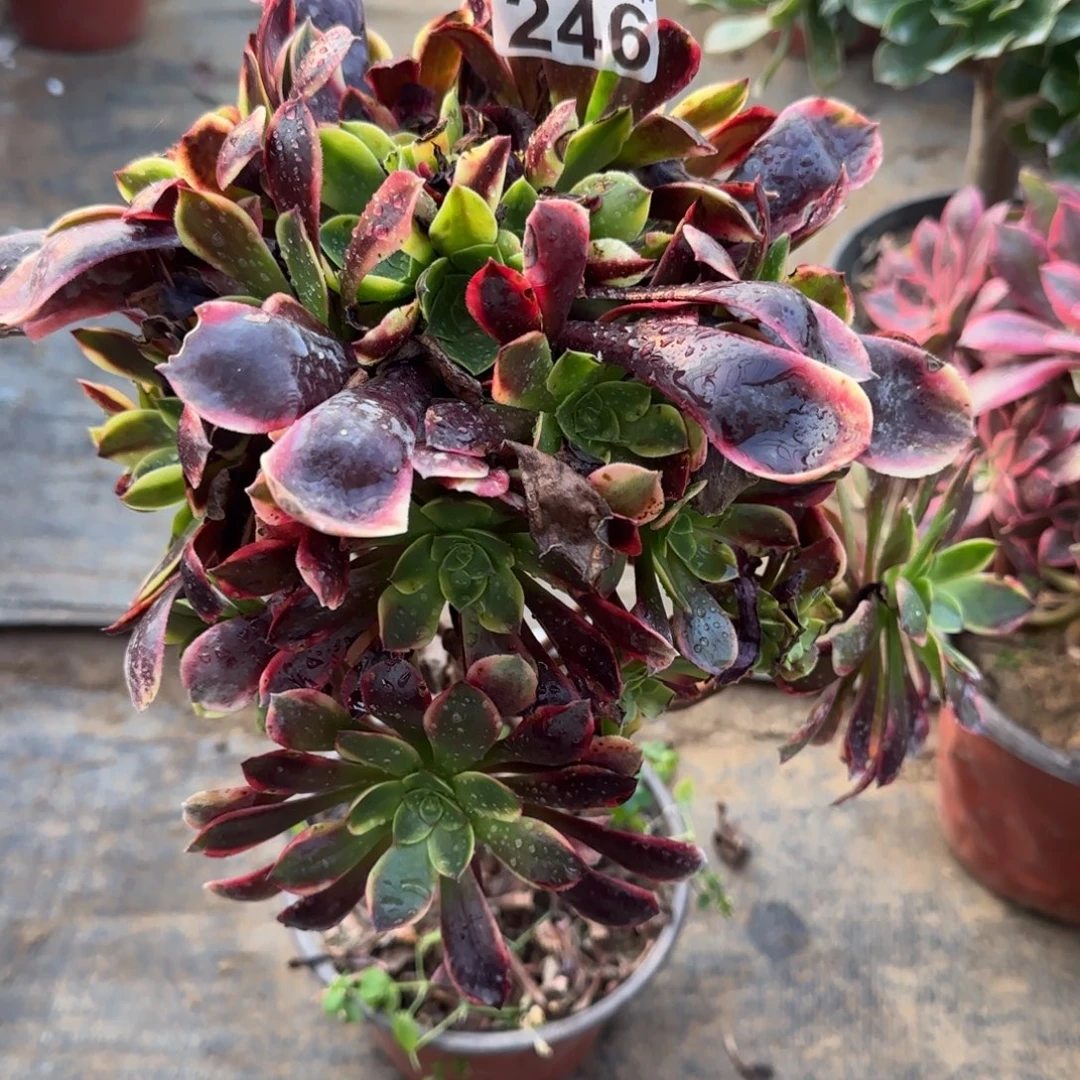 欧佳丽246满20包邮断枝不包瑕疵