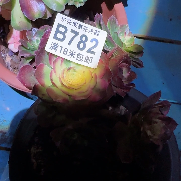 多肉法师淘宝福利