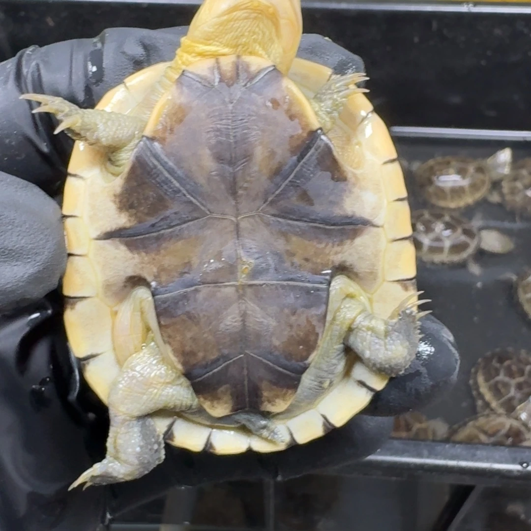 蛋龟不分公母沼泽