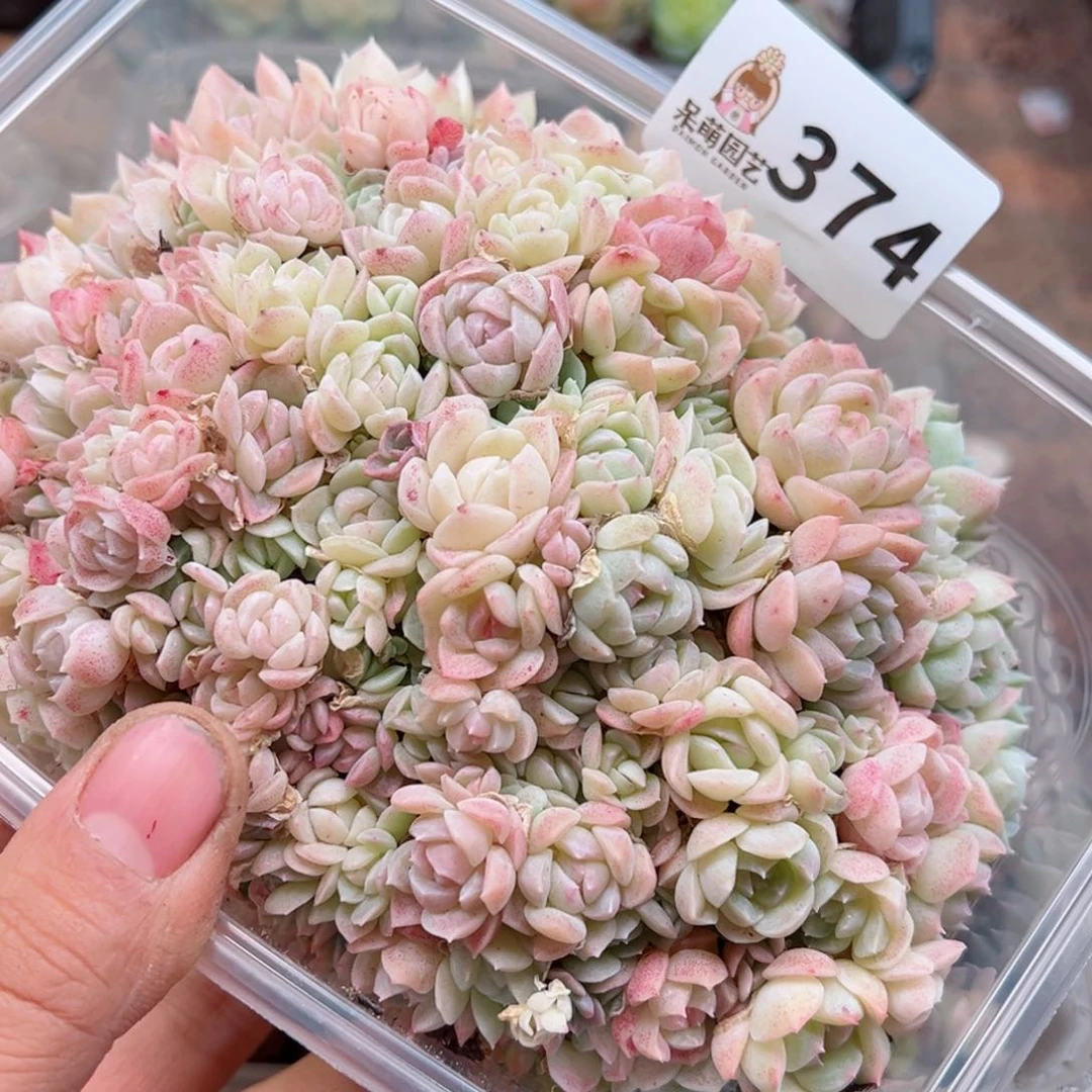 多肉植物多肉植物