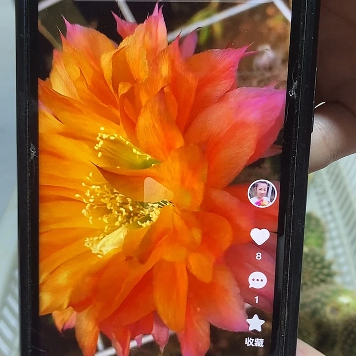 彩草芊芝柠侧芽三个