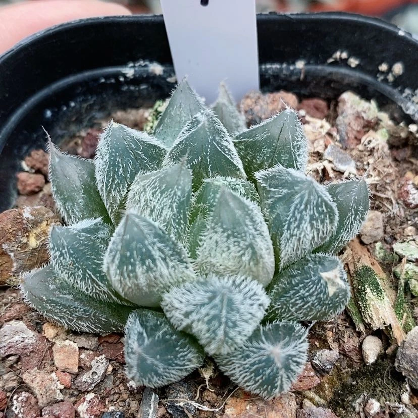 【闪购商品】4白泽毛玉露
