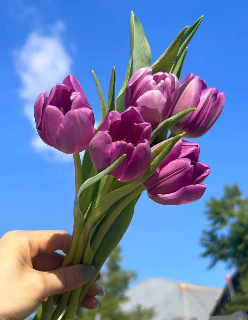 波利紫郁金香一把（一把10支）云南基地鲜花   家养    水养