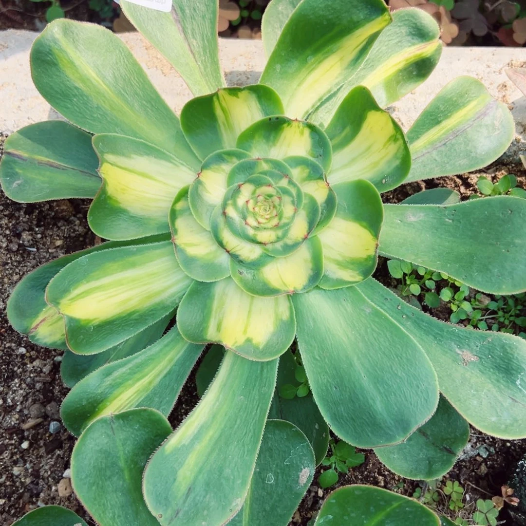 暴君多肉植物913