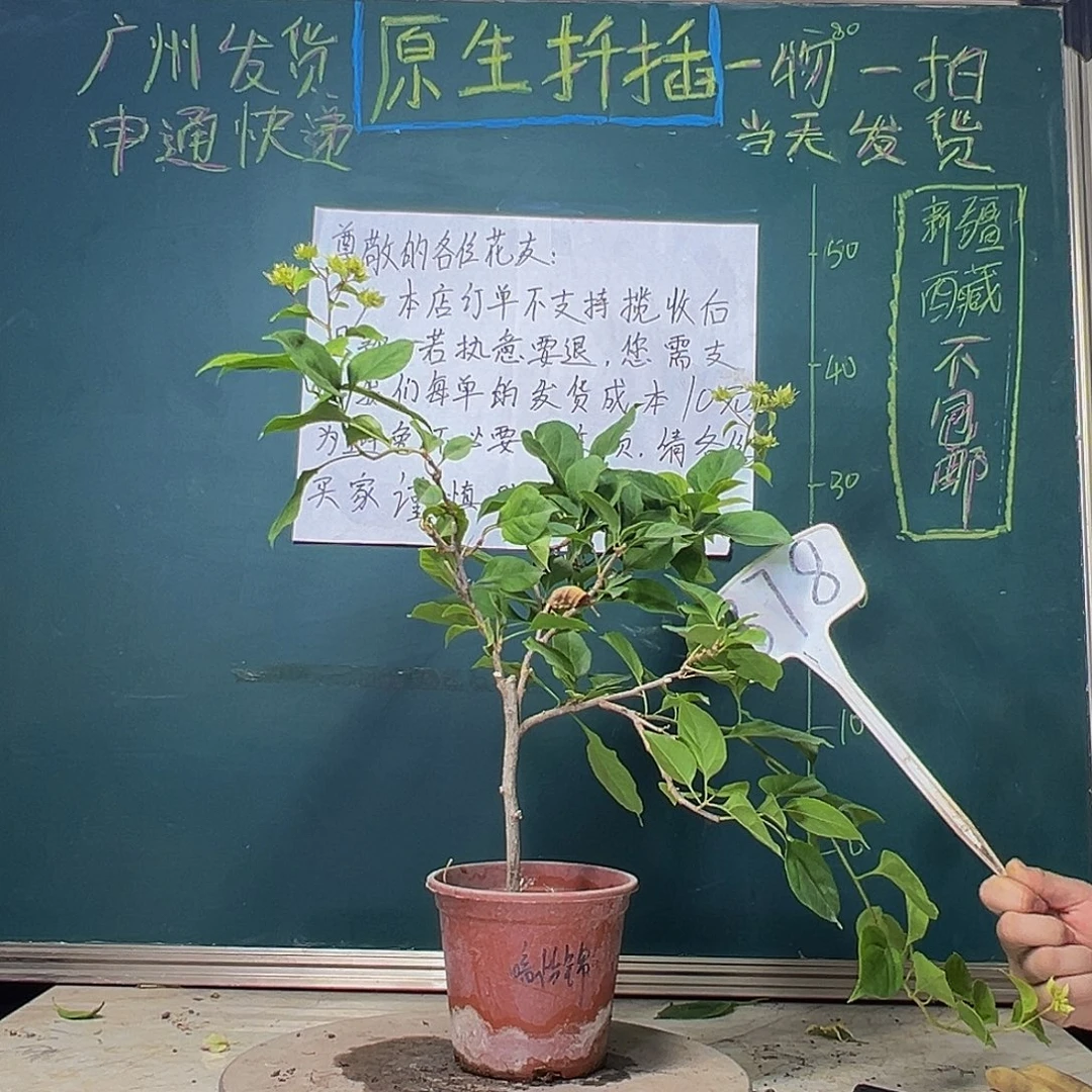 当前无花栽培后可以开花暗怡锦378