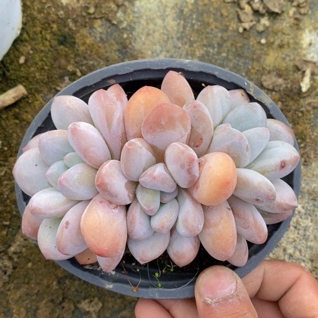 一物一拍多肉植物满38包邮