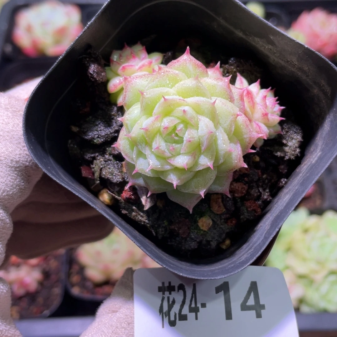 花利美24-14女王玫瑰