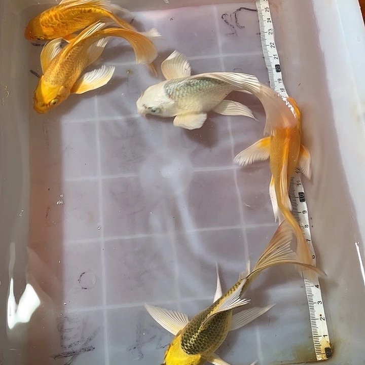 蝴蝶鲤鱼渔场直发72