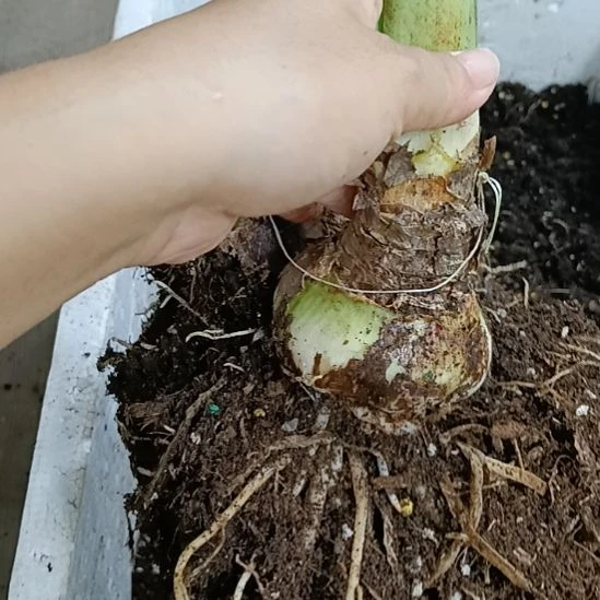 无花朵梦露6+残次